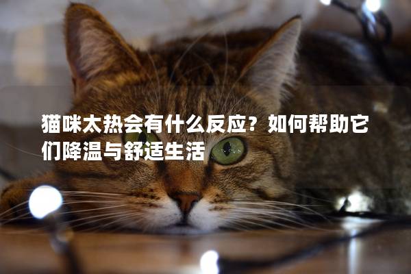 猫咪太热会有什么反应？如何帮助它们降温与舒适生活