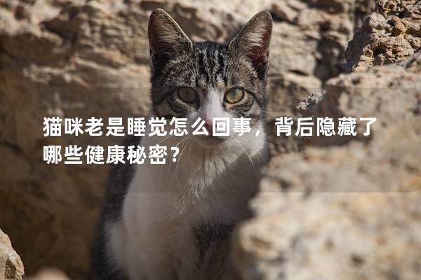 猫咪老是睡觉怎么回事，背后隐藏了哪些健康秘密？