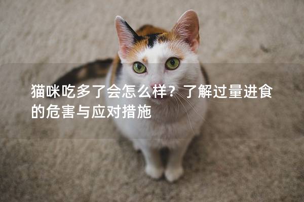 猫咪吃多了会怎么样？了解过量进食的危害与应对措施