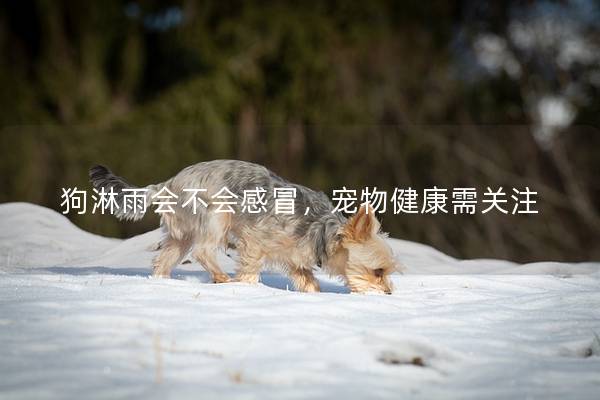 狗淋雨会不会感冒，宠物健康需关注