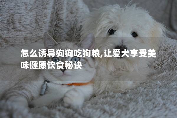 怎么诱导狗狗吃狗粮,让爱犬享受美味健康饮食秘诀