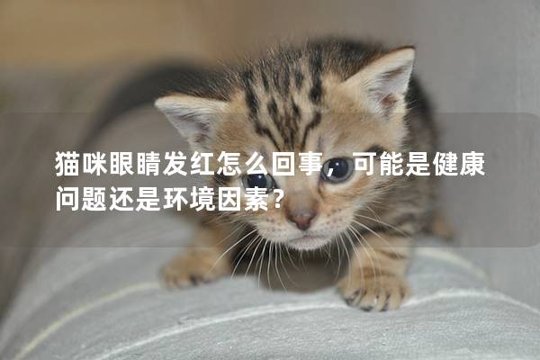 猫咪眼睛发红怎么回事，可能是健康问题还是环境因素？