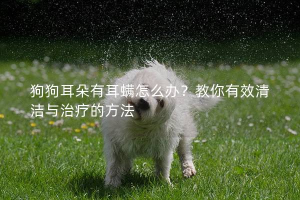 狗狗耳朵有耳螨怎么办？教你有效清洁与治疗的方法