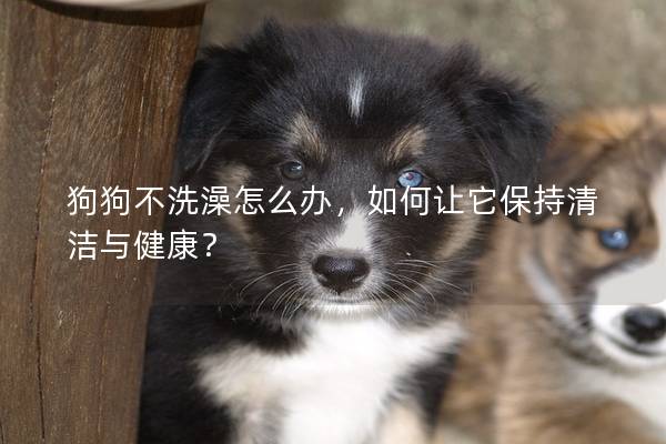 狗狗不洗澡怎么办，如何让它保持清洁与健康？