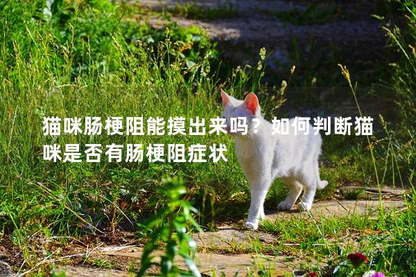 猫咪肠梗阻能摸出来吗？如何判断猫咪是否有肠梗阻症状