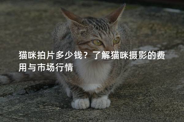 猫咪拍片多少钱？了解猫咪摄影的费用与市场行情