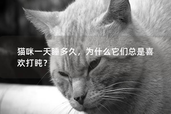 猫咪一天睡多久，为什么它们总是喜欢打盹？