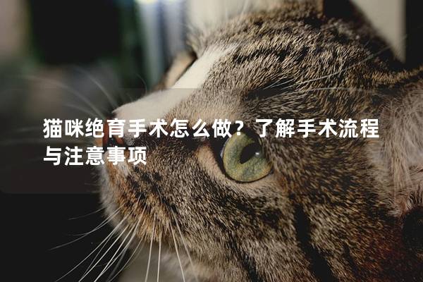 猫咪绝育手术怎么做？了解手术流程与注意事项