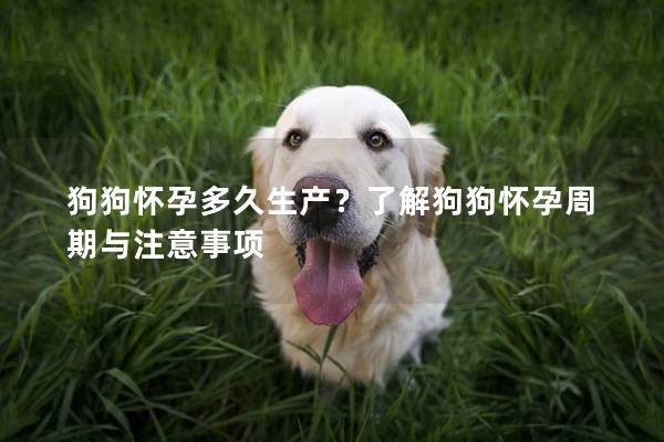 狗狗怀孕多久生产？了解狗狗怀孕周期与注意事项