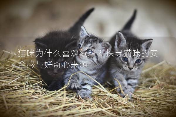 猫咪为什么喜欢纸箱？探寻猫咪的安全感与好奇心来源