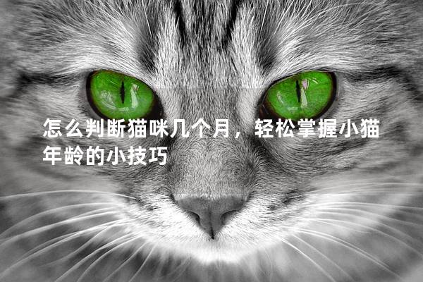 怎么判断猫咪几个月，轻松掌握小猫年龄的小技巧