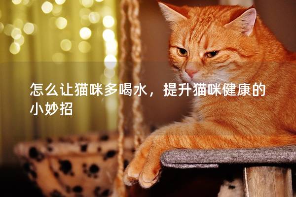 怎么让猫咪多喝水，提升猫咪健康的小妙招