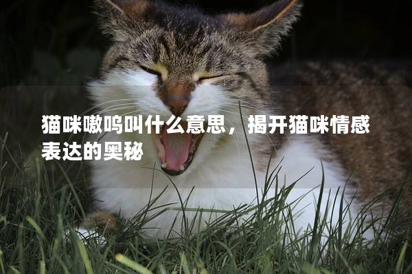 猫咪嗷呜叫什么意思，揭开猫咪情感表达的奥秘