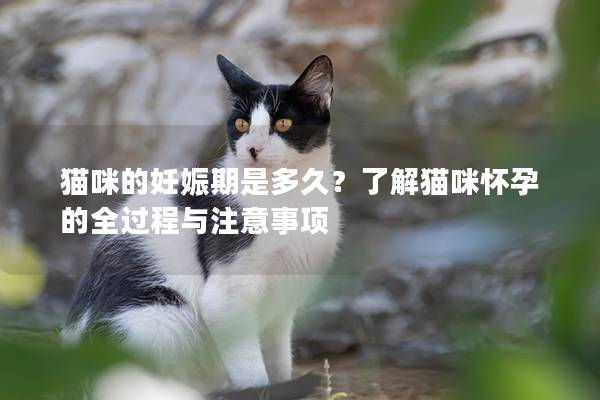 猫咪的妊娠期是多久？了解猫咪怀孕的全过程与注意事项