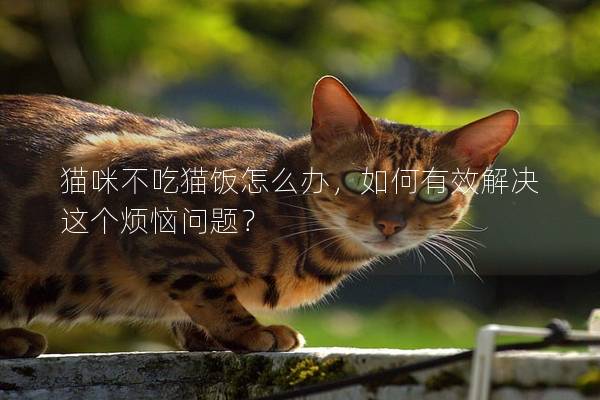 猫咪不吃猫饭怎么办，如何有效解决这个烦恼问题？