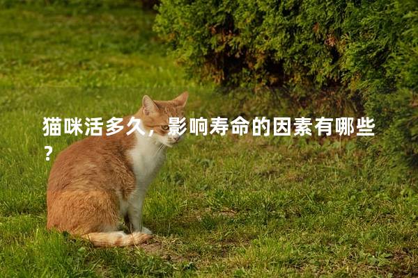 猫咪活多久，影响寿命的因素有哪些？