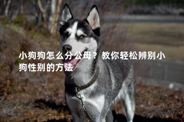 小狗狗怎么分公母？教你轻松辨别小狗性别的方法