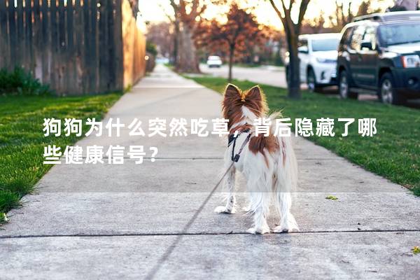 狗狗为什么突然吃草，背后隐藏了哪些健康信号？