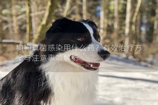 狗狗真菌感染用什么药？有效治疗方案与注意事项解析