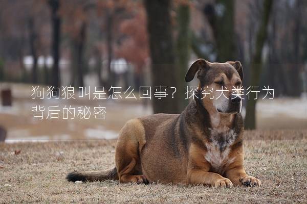 狗狗狼叫是怎么回事？探究犬类行为背后的秘密