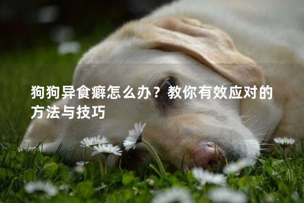 狗狗异食癖怎么办？教你有效应对的方法与技巧