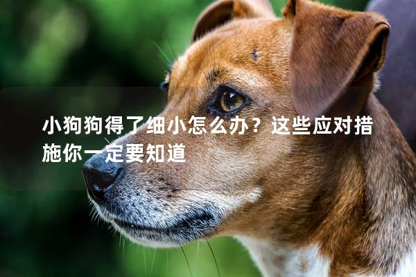 小狗狗得了细小怎么办？这些应对措施你一定要知道