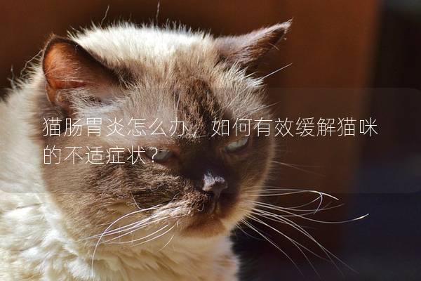 猫肠胃炎怎么办，如何有效缓解猫咪的不适症状？