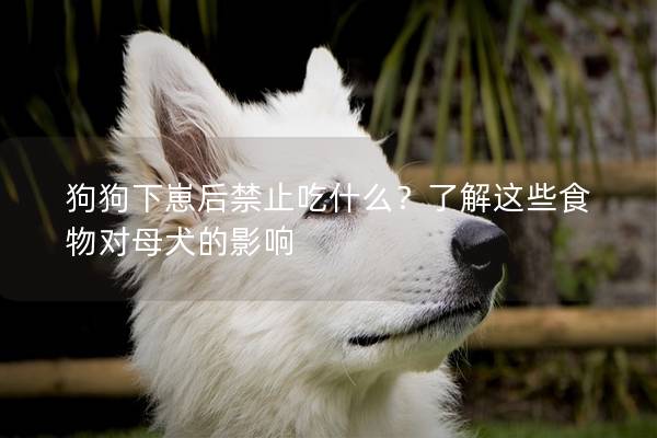 狗狗下崽后禁止吃什么？了解这些食物对母犬的影响