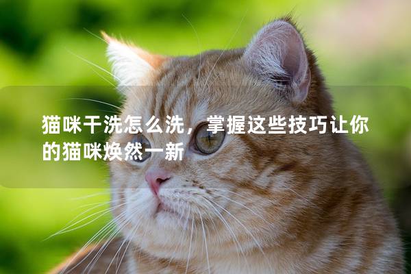 猫咪干洗怎么洗，掌握这些技巧让你的猫咪焕然一新