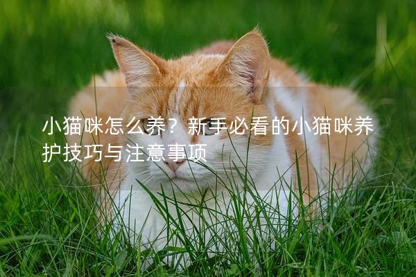 小猫咪怎么养？新手必看的小猫咪养护技巧与注意事项