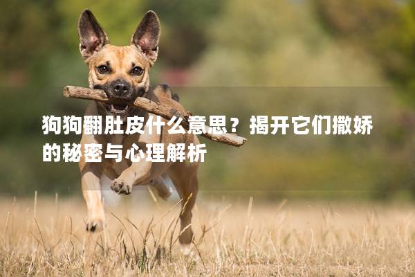 狗狗翻肚皮什么意思？揭开它们撒娇的秘密与心理解析