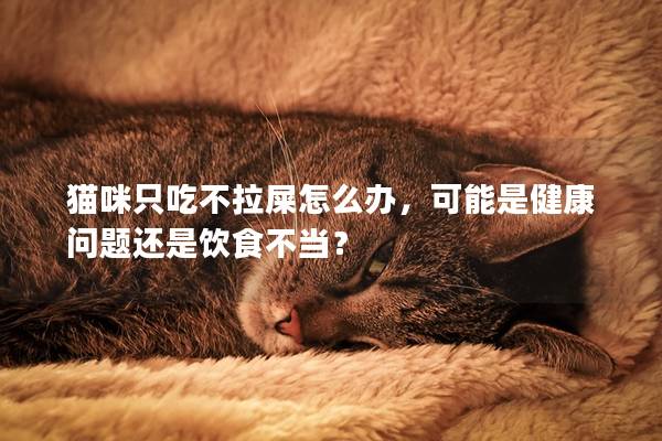 猫咪只吃不拉屎怎么办，可能是健康问题还是饮食不当？