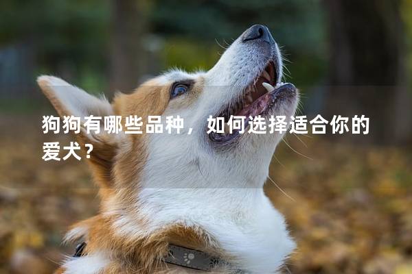 狗狗有哪些品种，如何选择适合你的爱犬？