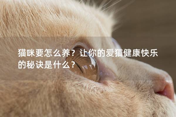 猫咪要怎么养？让你的爱猫健康快乐的秘诀是什么？