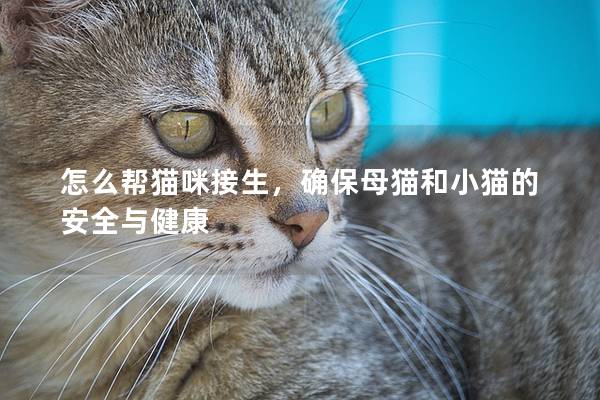 怎么帮猫咪接生，确保母猫和小猫的安全与健康