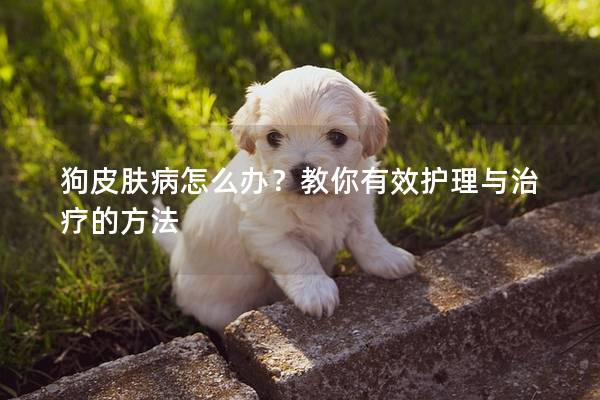 狗皮肤病怎么办？教你有效护理与治疗的方法