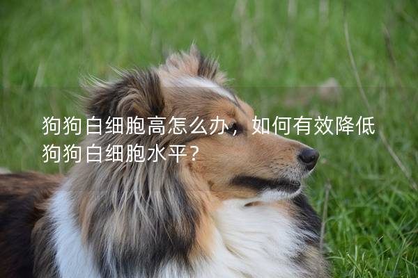 狗狗白细胞高怎么办，如何有效降低狗狗白细胞水平？