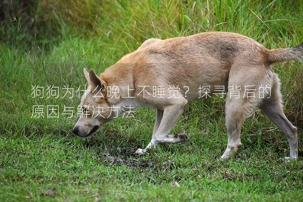 狗狗为什么晚上不睡觉？探寻背后的原因与解决方法