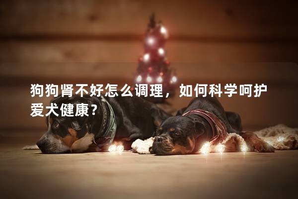 狗狗肾不好怎么调理，如何科学呵护爱犬健康？