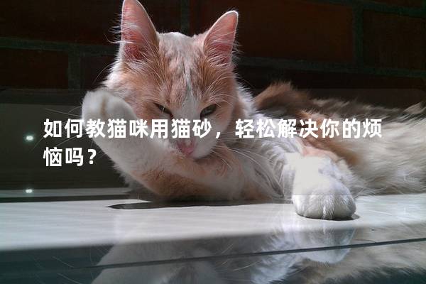 如何教猫咪用猫砂，轻松解决你的烦恼吗？