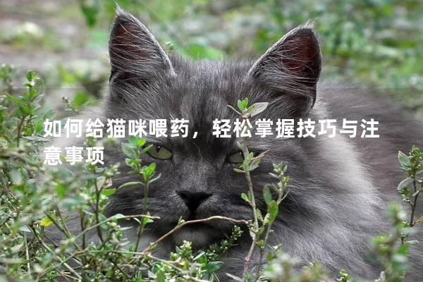 如何给猫咪喂药，轻松掌握技巧与注意事项