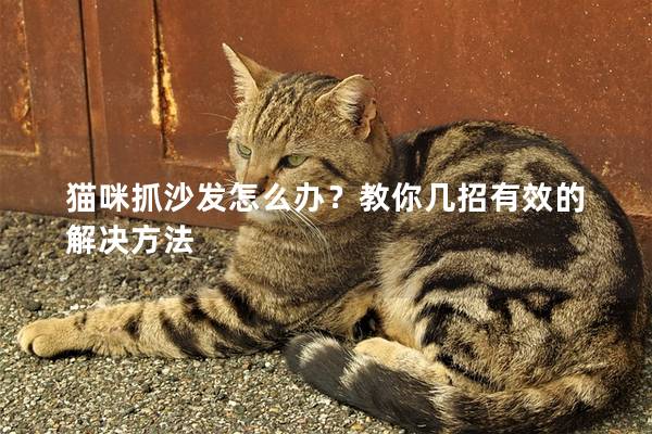 猫咪抓沙发怎么办？教你几招有效的解决方法