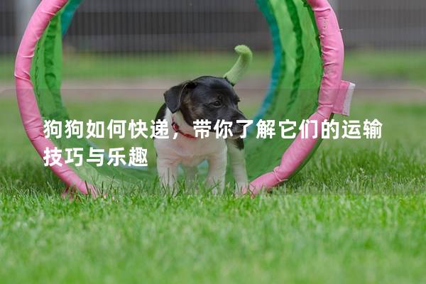 狗狗如何快递，带你了解它们的运输技巧与乐趣