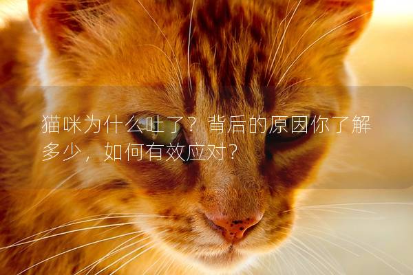 猫咪为什么吐了？背后的原因你了解多少，如何有效应对？