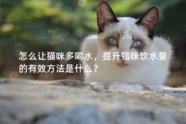 怎么让猫咪多喝水，提升猫咪饮水量的有效方法是什么？