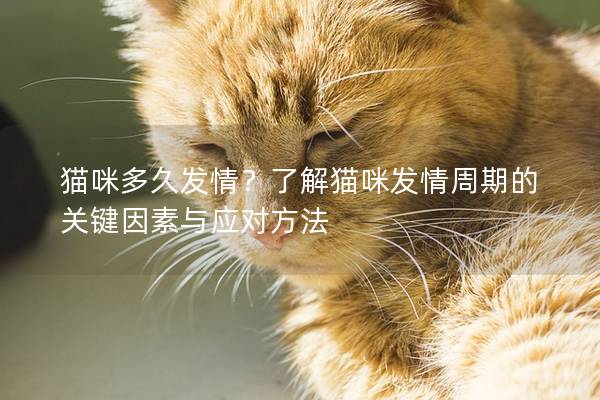 猫咪多久发情？了解猫咪发情周期的关键因素与应对方法