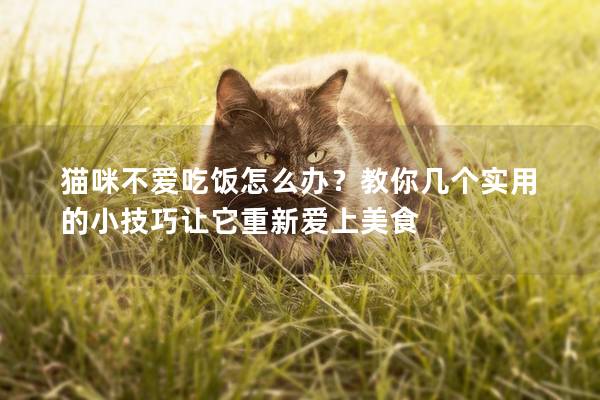 猫咪不爱吃饭怎么办？教你几个实用的小技巧让它重新爱上美食