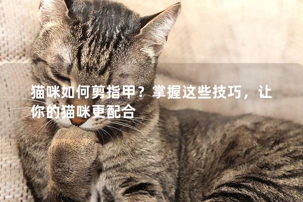 猫咪如何剪指甲？掌握这些技巧，让你的猫咪更配合