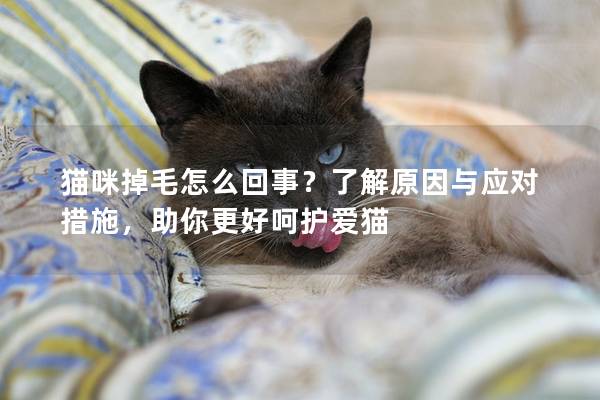 猫咪掉毛怎么回事？了解原因与应对措施，助你更好呵护爱猫