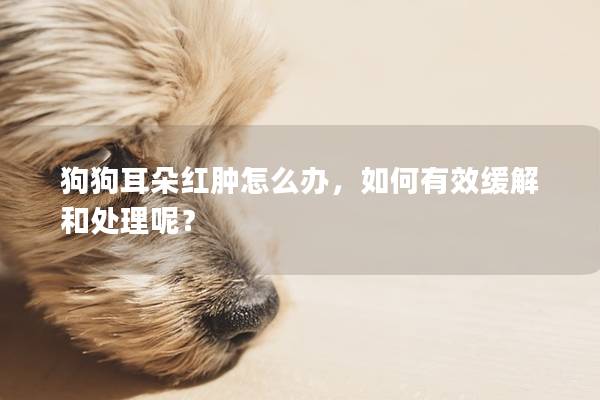 狗狗耳朵红肿怎么办，如何有效缓解和处理呢？